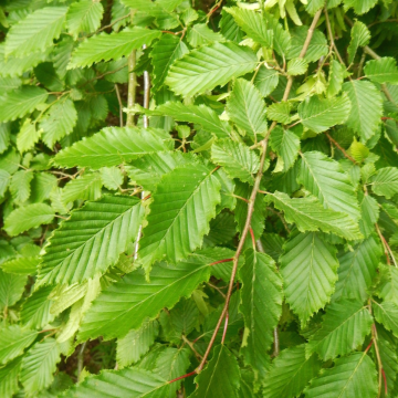 Carpinus Betulus - Hornbeam - Hedging