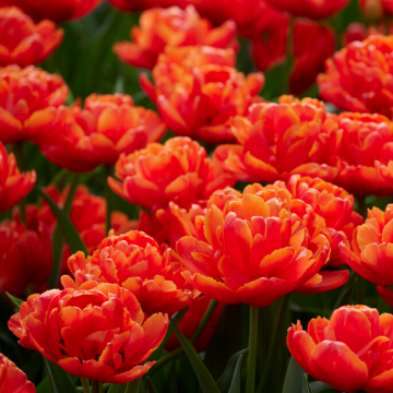 Tulipa Icoon -  Pack of 6
