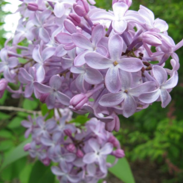 Syringa vulgaris 'Oliver de Serres' 
