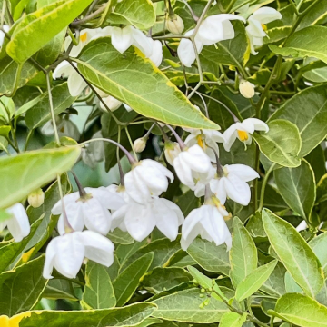 Solanum jasminoides 'Album Variegatum'