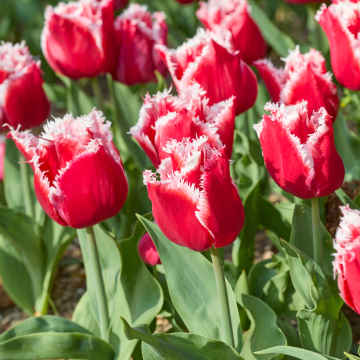 Tulipa New Santa - Pack of 6