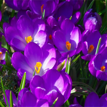 Crocus Flower Record - Pack of 10 Bulbs