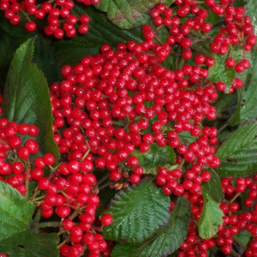 Viburnum dilatatum Sealing Wax