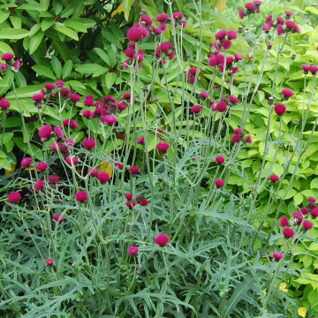 Cirsium Atropurpureum 'Plume Thistle'
