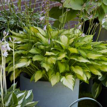 Hosta 'Lady Guinevere'