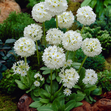 Primula Denticulata Alba