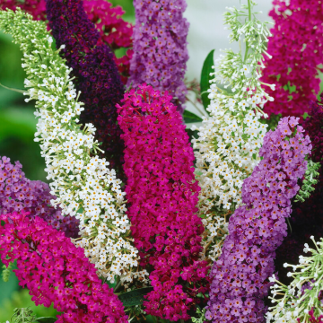 Buddleja Mix