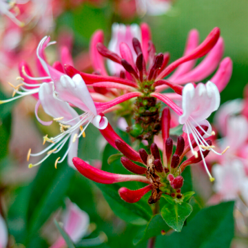 Lonicera japonica Chinensis - Japanese Honeysuckle - Large