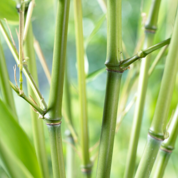 Phyllostachys Bissetii - Green Bamboo - circa 80-100cm