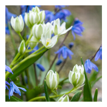 Ornithogalum Balansae - Star of Bethlehem
