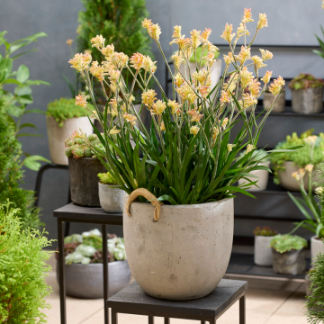 Anigozanthos 'Mysterious Beauty' - Kangaroo Paw