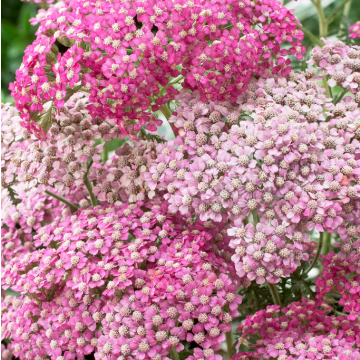 Achillea Appleblossom