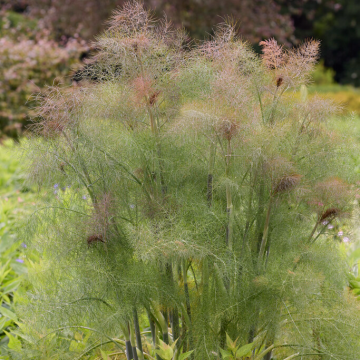 Foeniculum vulgare 'Purpureum'