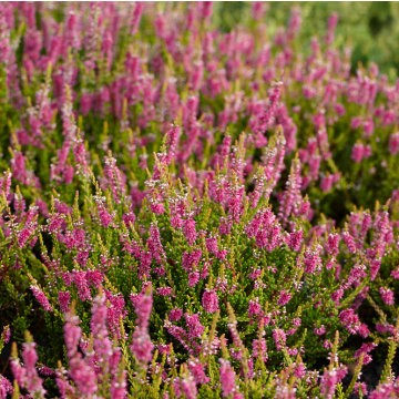 Heather Plant - Calluna vulgaris 'Gold Spronk'