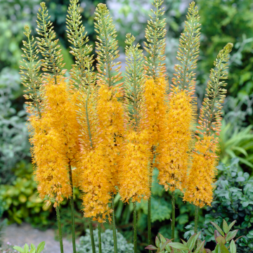 Eremurus x isabellinus 'Shelford Hybrids'