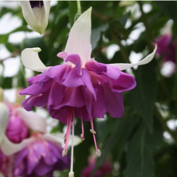 Fuchsia 'Blue Mirage' - Large Flowered Double