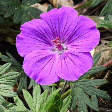 Geranium sanguineum 