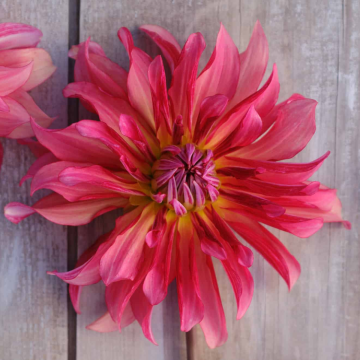 Dahlia Dutch Delight