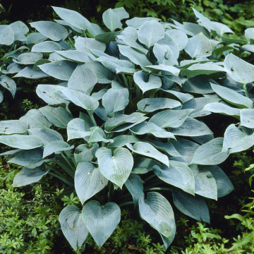 Hosta 'Halcyon'