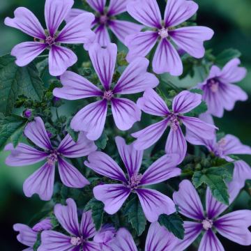 Malva sylvestris 'Primley Blue'