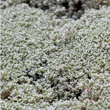Raoulia Moss