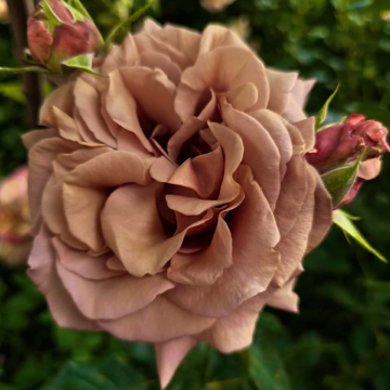 Rose 'Vidal Sassoon' - Hybrid Tea Rose