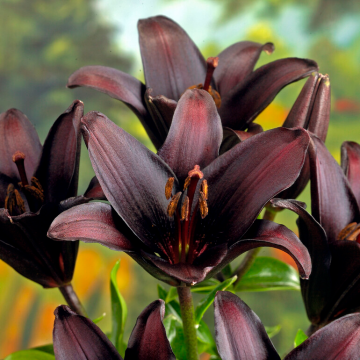 Lilium Landini - Pack of TWO Lily Bulbs