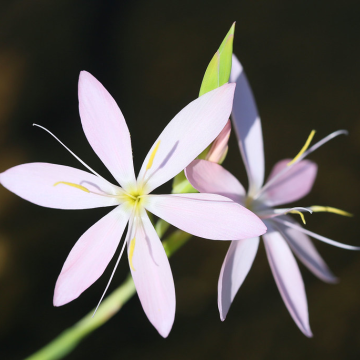 Schizostylis coccinea 'Alba'
