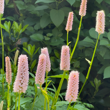 Polygonum bistorta