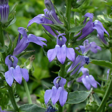 Lobelia siphilitica  - Blue Cardinal Flower