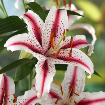 Lilium Dizzy - Pack of TWO Lily Bulbs