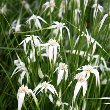 Dichromena colorata - Star Grass