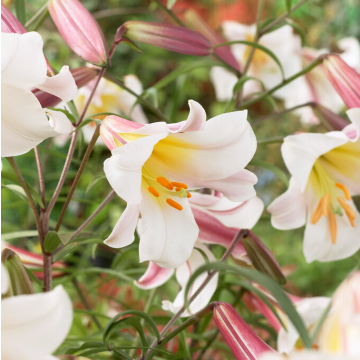 Lilium Regale - Pack of TWO Lily Bulbs