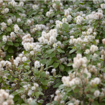 Fothergilla Major
