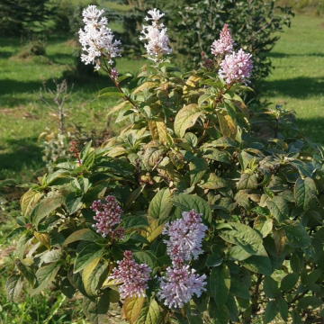 Syringa prestoniae 'Minuet'