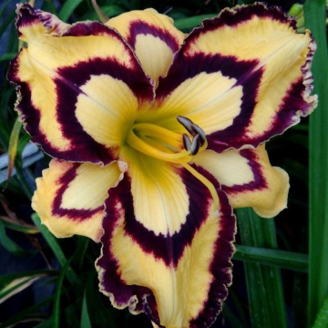 Hemerocallis 'Calico Jack'