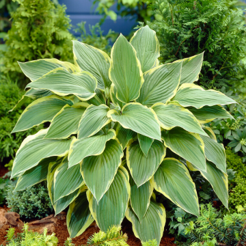 Hosta 'Yellow River'