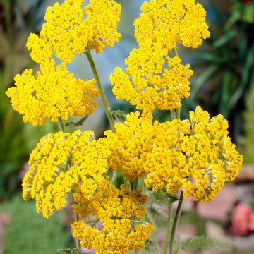 Achillea Coronation Gold