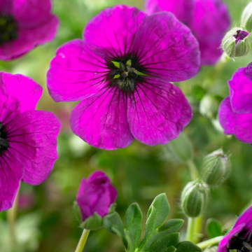 Geranium subcaulescens