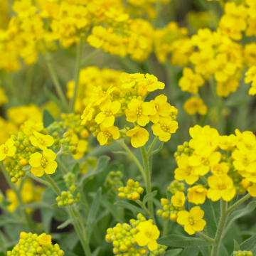 Aurinia saxatilis 'Gold Cushion'