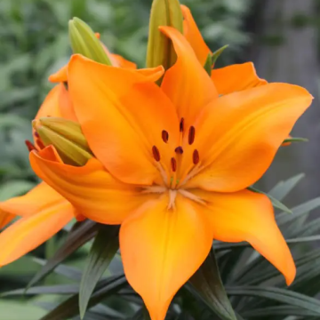 Lilium Lava Joy - Pack of 5 Lily Bulbs