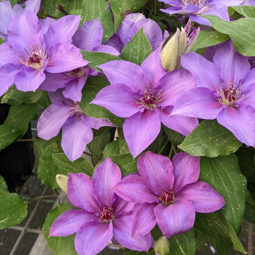 Clematis 'Esther'