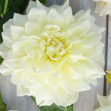 Dahlia Ice Breaker