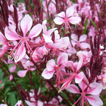 Gaura lindheimeri 'Cherry Brandy'