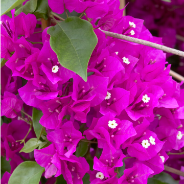 Bougainvillea Vera Deep Purple