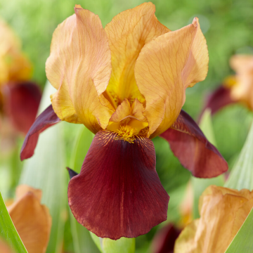 Iris 'Grand Chief'