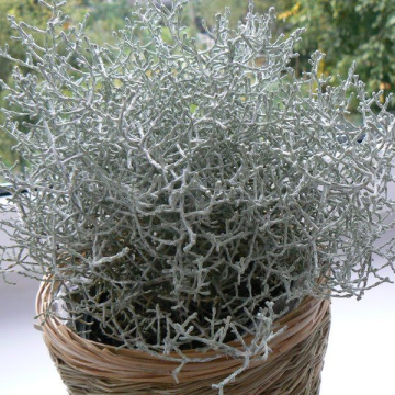 Calocephalus (Leucophyta) brownii - Silver Threads