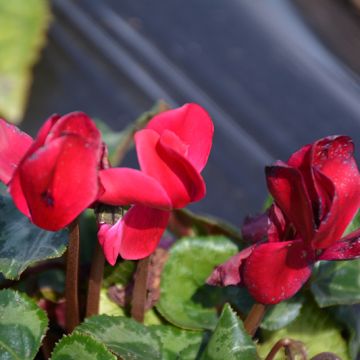 Cyclamen 'Wine Red' - in Bud & Bloom