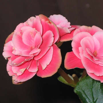 Begonia elatior Double Pink Flower