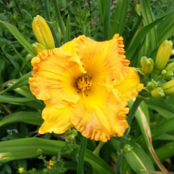 Hemerocallis 'Orange Nassau'